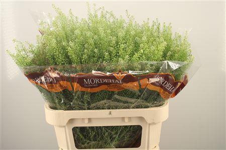 <h4>Lepidium Green Bell</h4>