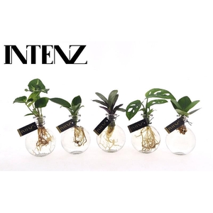 Overig kamerplanten gemengd