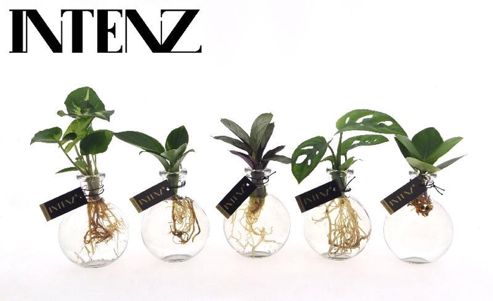 <h4>Overig kamerplanten gemengd</h4>