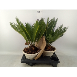 Cycas revoluta