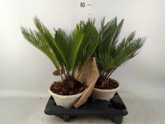 <h4>Cycas revoluta</h4>