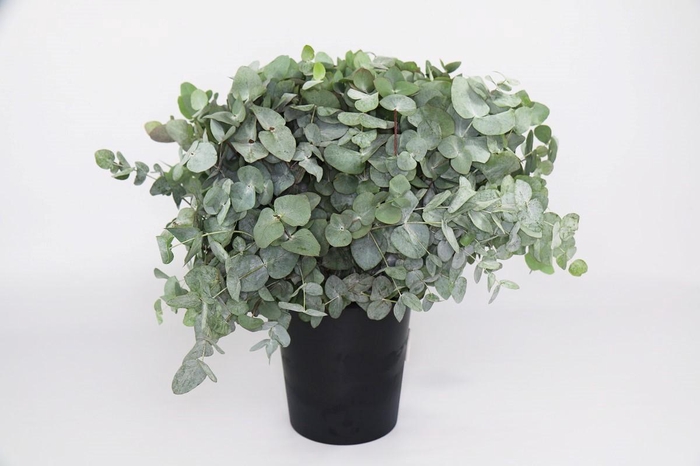 <h4>Euc. Cinerea  Short</h4>