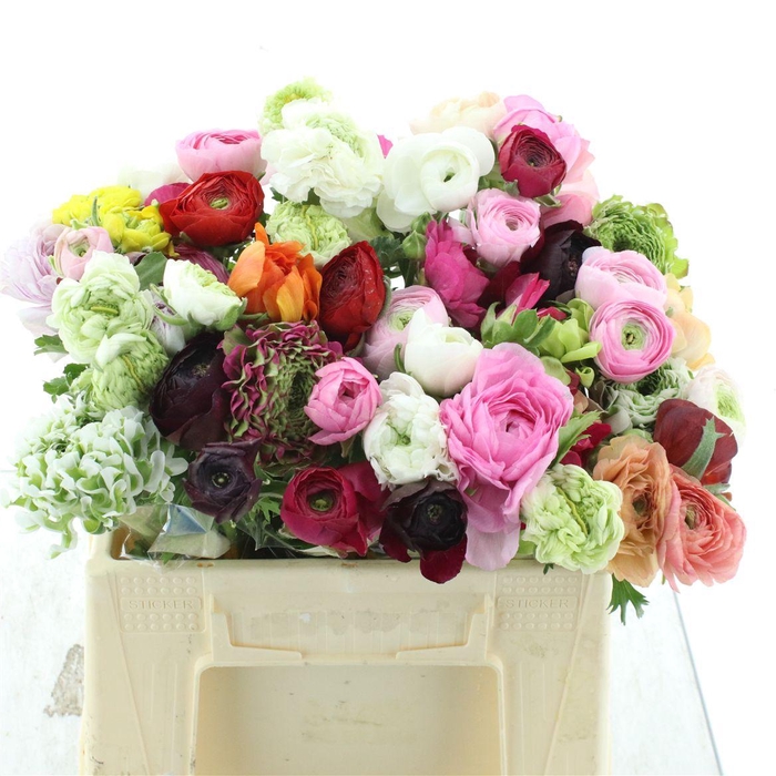 <h4>Ran Cloni Pon Mix In Bucket</h4>