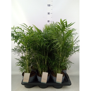 Chamaedorea elegans