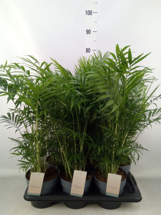 <h4>Chamaedorea elegans</h4>