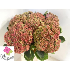 HYDR M ROYAL KISS CL