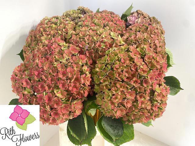 <h4>HYDR M ROYAL KISS CL</h4>