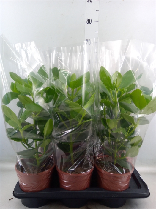 <h4>Clusia rosea 'Princess'</h4>