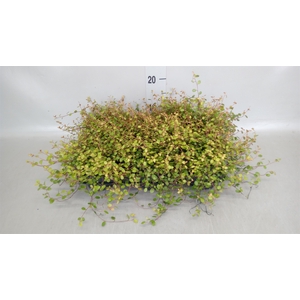 Muehlenbeckia com. 'Golden Girl'
