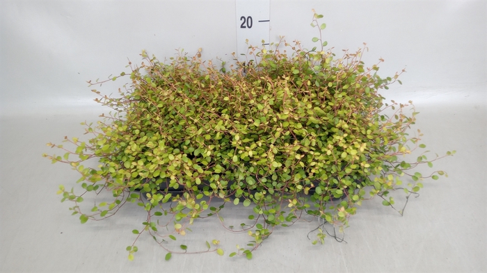 <h4>Muehlenbeckia com. 'Golden Girl'</h4>