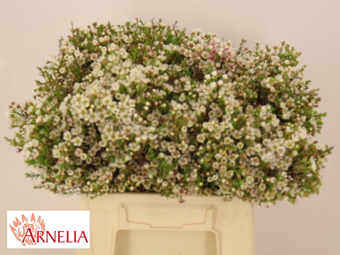 <h4>CHAME MORNI DELIGHT</h4>