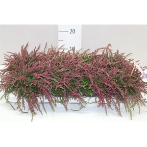 Calluna G Girls Rasta Girls Rood