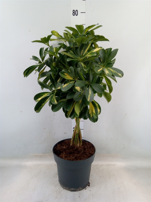 <h4>Schefflera arbor. 'Gold Capella'</h4>