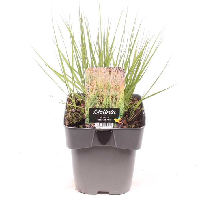 <h4>Molinia caerulea 'Heidebraut'</h4>