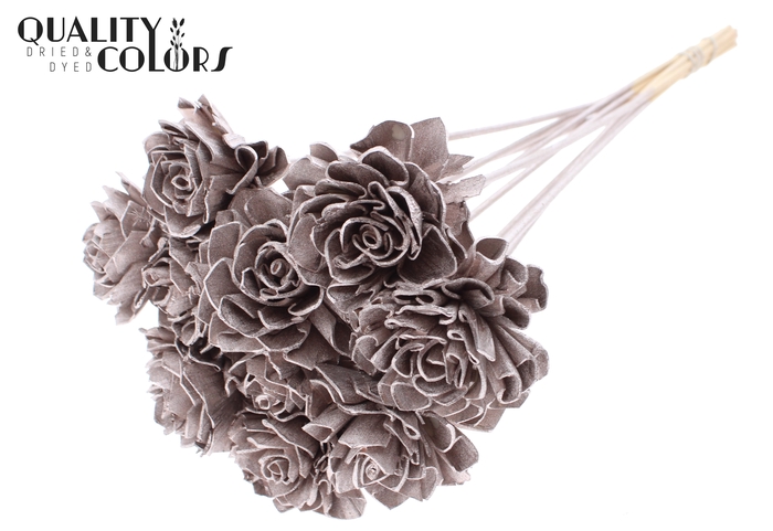 Shola Dahlia 6cm on stem Champagne