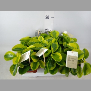 Peperomia obt. 'Obtipan'