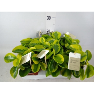 Peperomia obt. 'Obtipan'
