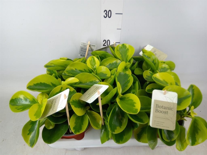 <h4>Peperomia obt. 'Obtipan'</h4>