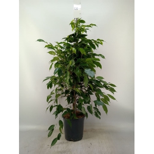 Ficus benja. 'Exotica'