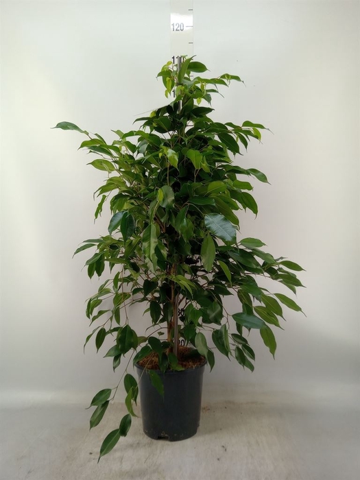 <h4>Ficus benja. 'Exotica'</h4>