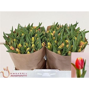 Tu Pa Dee Jay Parrot