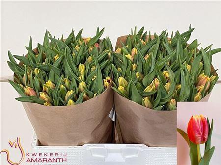 <h4>Tu Pa Dee Jay Parrot</h4>