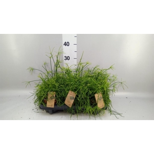 Rhipsalis baccifera 'Oasis'