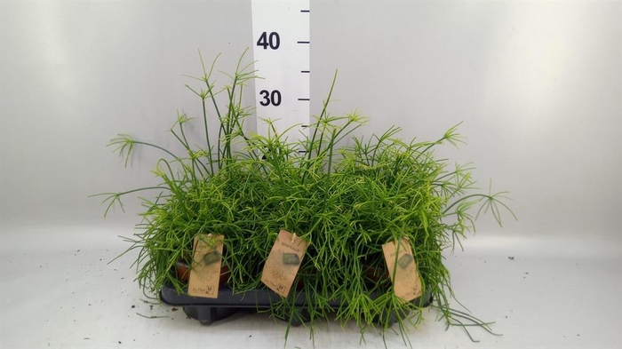 <h4>Rhipsalis baccifera 'Oasis'</h4>
