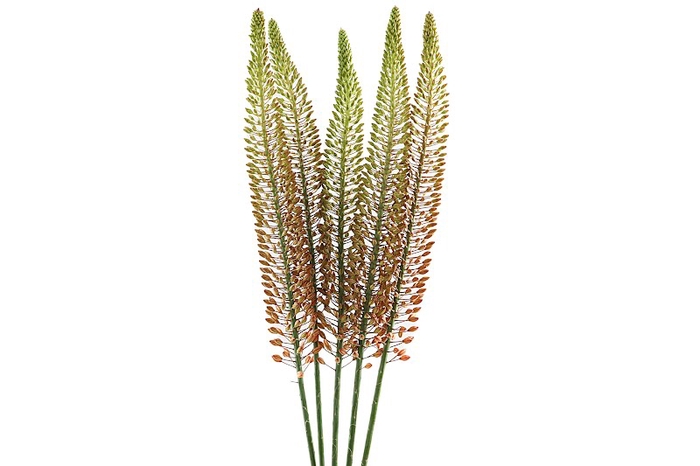 <h4>Eremurus Golden Cleo Extra</h4>