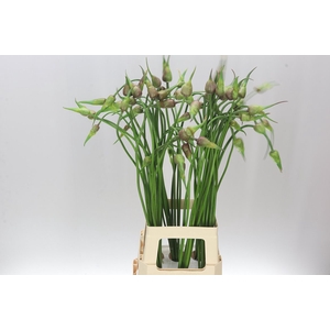 Allium Mistic Merlin