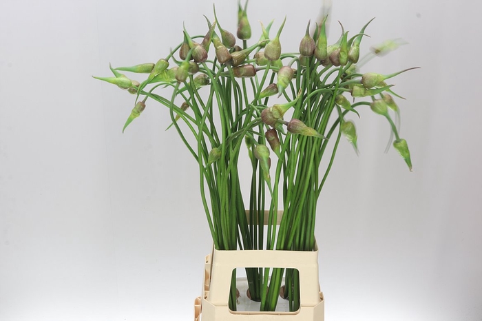<h4>Allium Mistic Merlin</h4>