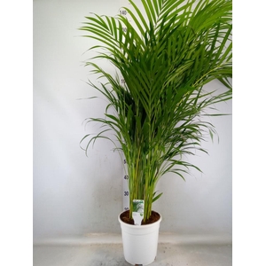 Dypsis lutescens   ...Chrysalidoca