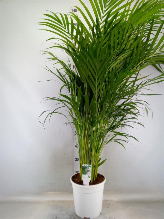 <h4>Dypsis lutescens   ...Chrysalidoca</h4>