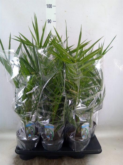 <h4>Phoenix canariensis</h4>