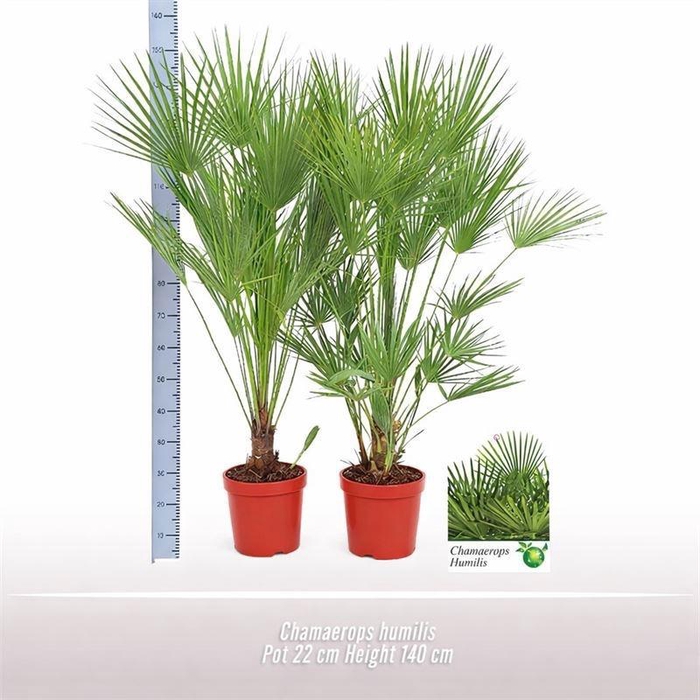 <h4>CHAMAEROPS HUMILIS</h4>