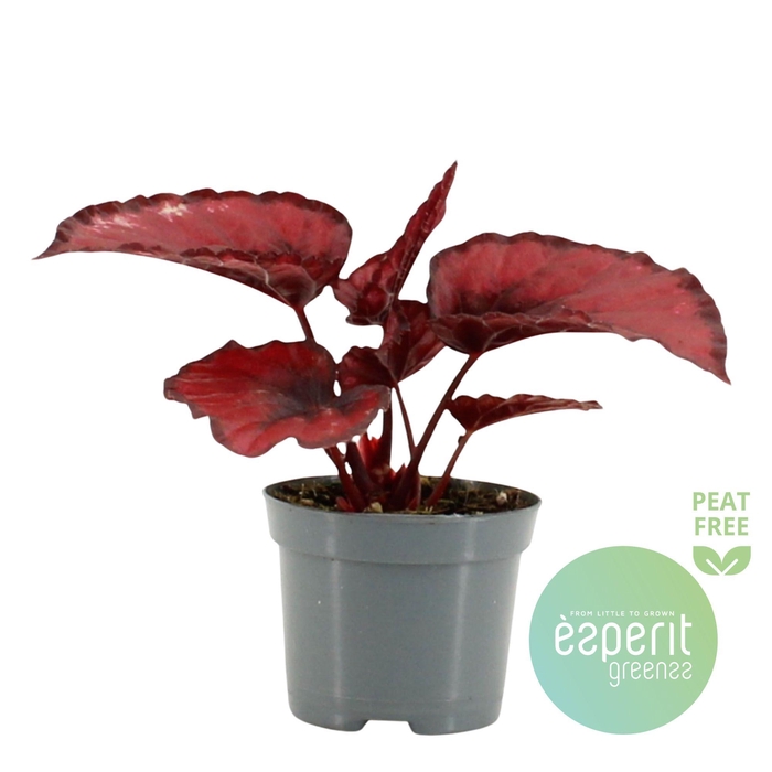 <h4>Begonia Red Kiss</h4>