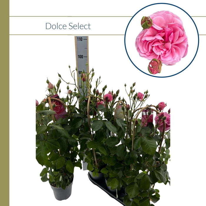 <h4>ROSA FL DOLCE SELECT</h4>