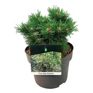 Pinus mugo 'Benjamin'