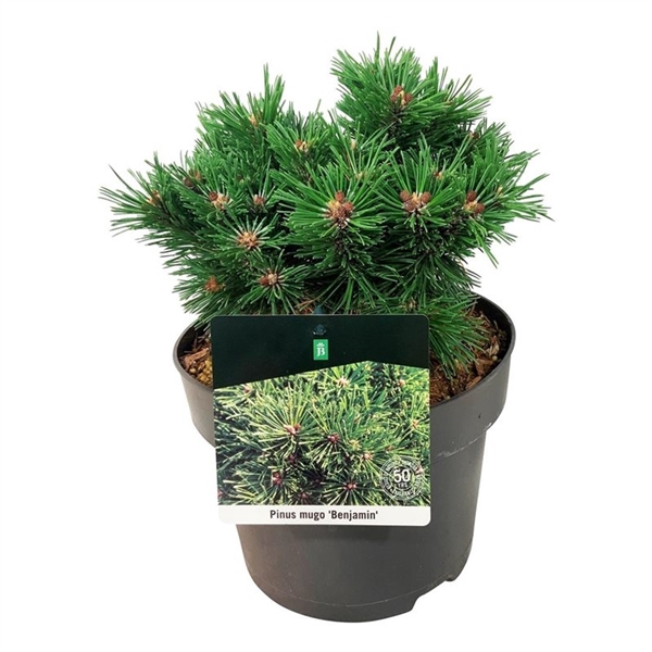 <h4>Pinus mugo 'Benjamin'</h4>