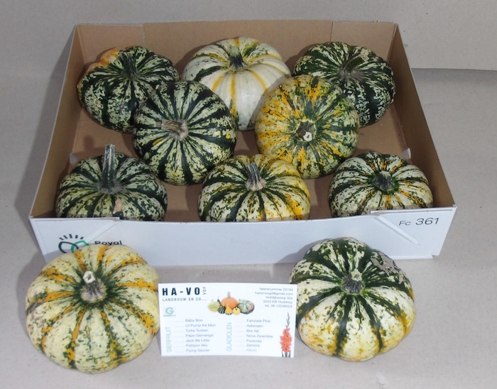 <h4>CUC LIL PUMP KE MON</h4>