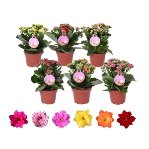 Kalanchoe Gardenlina 12cm mix