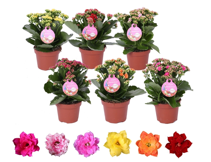 <h4>Kalanchoe Gardenlina 12cm mix</h4>