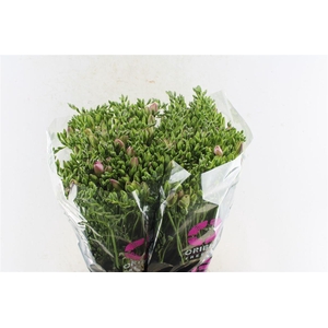 Fr Du Honeymoon Pink