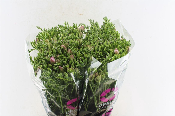 <h4>Fr Du Honeymoon Pink</h4>