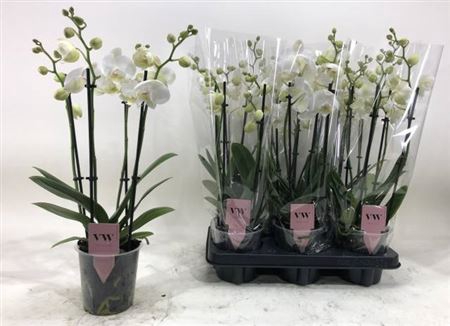 Phal An Inverness
