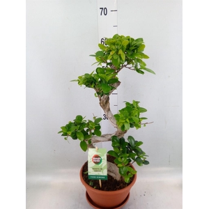 Ficus microcarpa 'Ginseng'