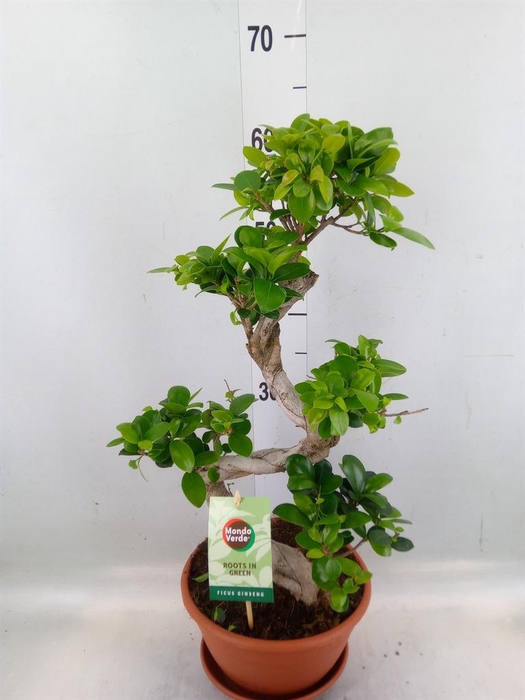 <h4>Ficus microcarpa 'Ginseng'</h4>