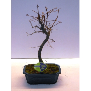 Metasequoia glyptostroboides 24 cm shape