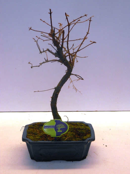 <h4>Metasequoia glyptostroboides 24 cm shape</h4>