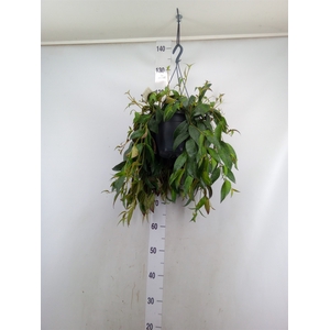 Aeschynanthus marmoratus